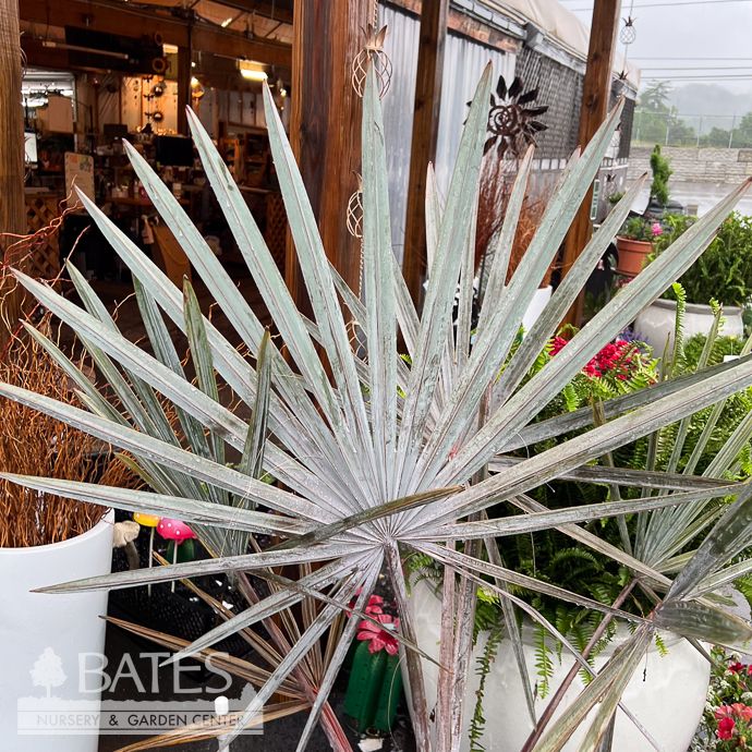 14p! Palm Bismarckia Nobilis 3-4ft /Tropical