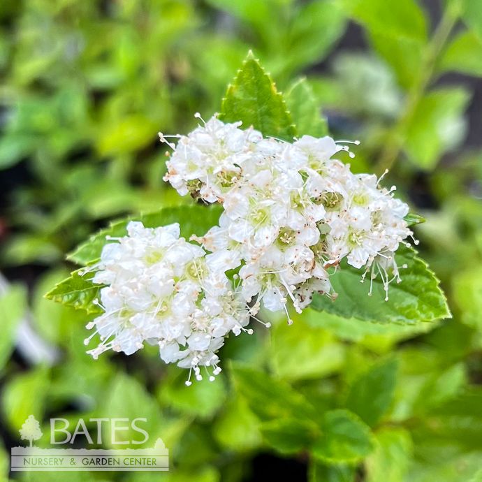 #2 Spiraea japonica Sprinkle of Sugar/ White Flowers