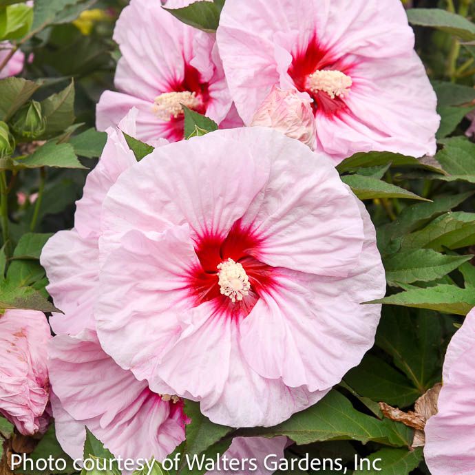 #3 Hibiscus Summerific 'All Eyes On Me'/ Compact Pink w/ Dark Pink Eye Hardy