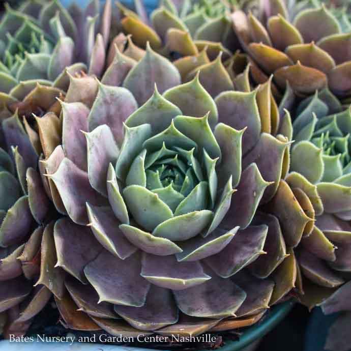 QP Sempervivum Red Rubin / Hens and Chicks