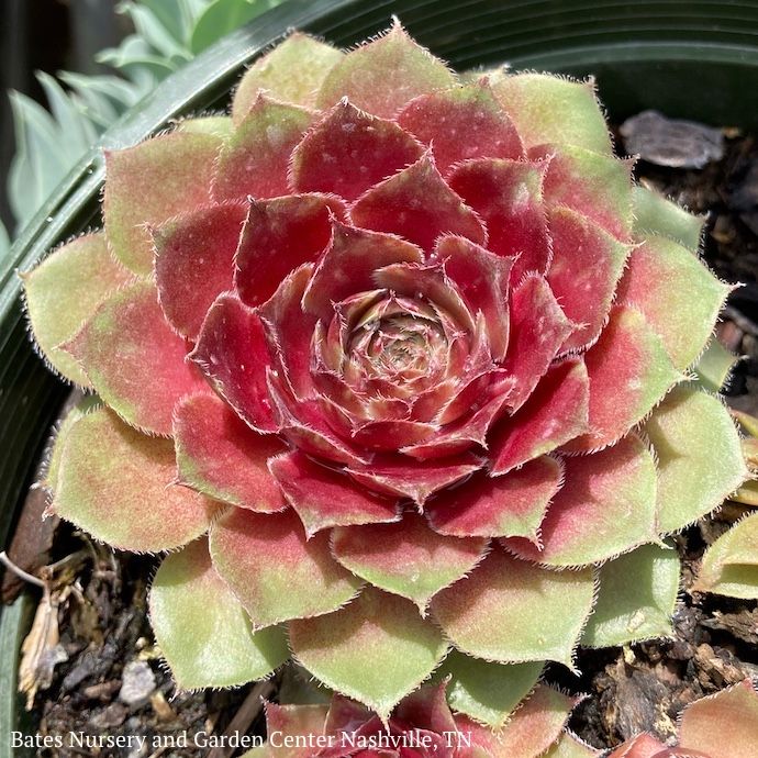 QP Sempervivum Red Rubin / Hens and Chicks