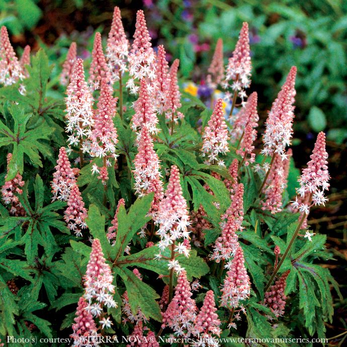 #1 Tiarella x Pink Skyrocket/ Foam Flower