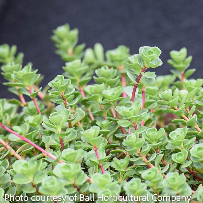 4p Sedum spurium John Creech/ Creeping Stonecrop