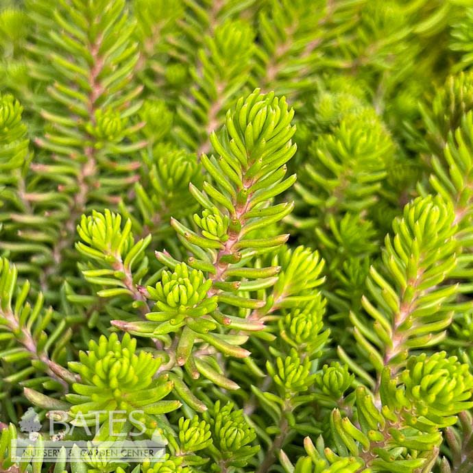 4P Sedum rupestre Angelina/ Stonecrop