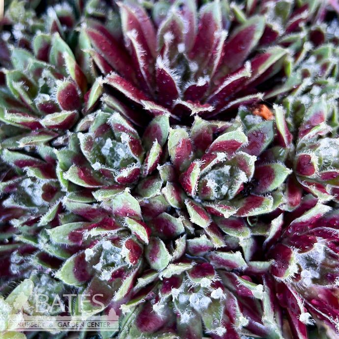 QP Sempervivum Hey Hey/ Hens and Chicks
