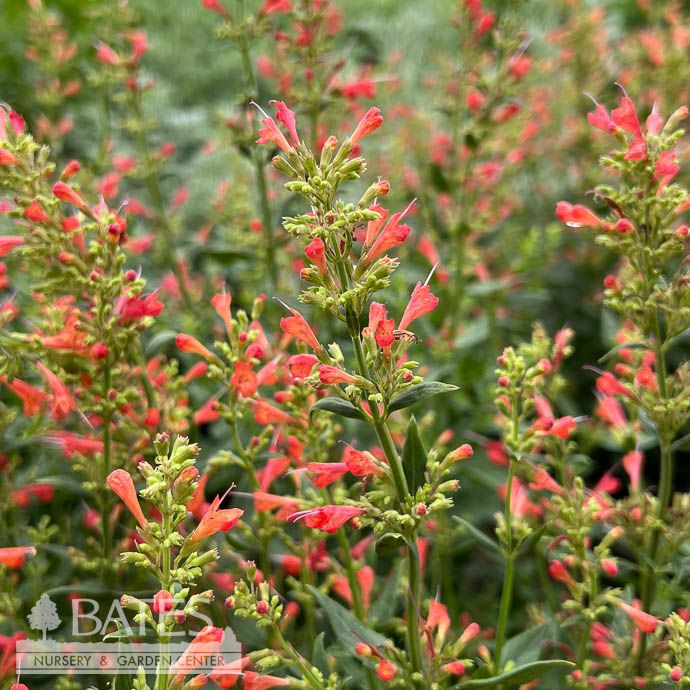 #1 Agastache x Kudos 'Coral'/ Dwarf Hummingbird Mint