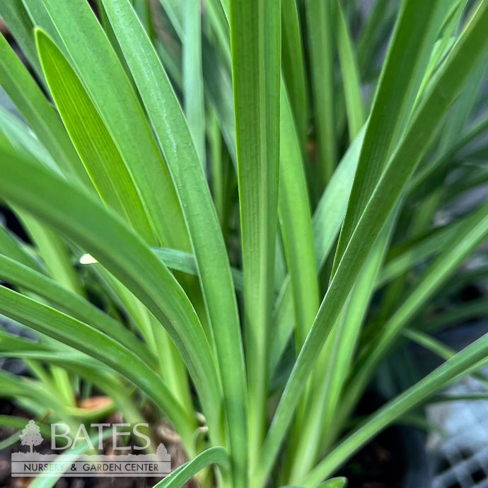 #1 Agapanthus Azurro/ Blue Lily Of The Nile