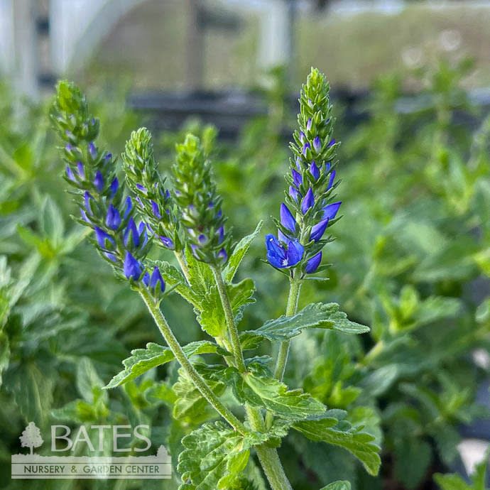 4p Veronica aust Venice Blue/ Speedwell