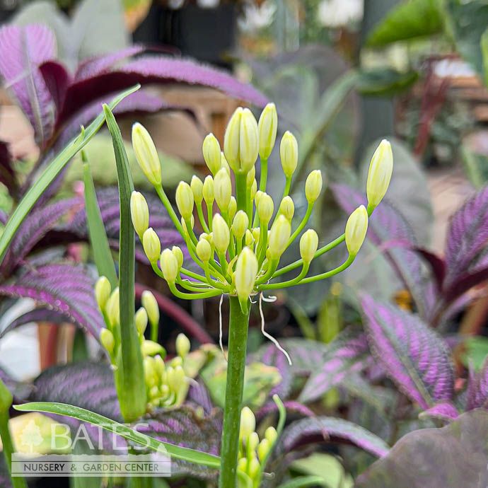 #1 Agapanthus Bridal Veil/ White Lily of the Nile