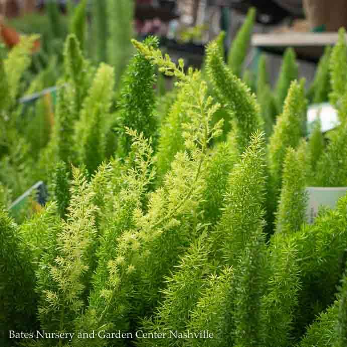 Tropical #2 Asparagus Myers/Foxtail Fern