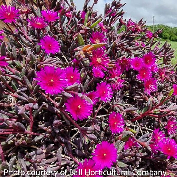 #1 Delosperma Desert Dancers 'Purple'/ Ice Plant