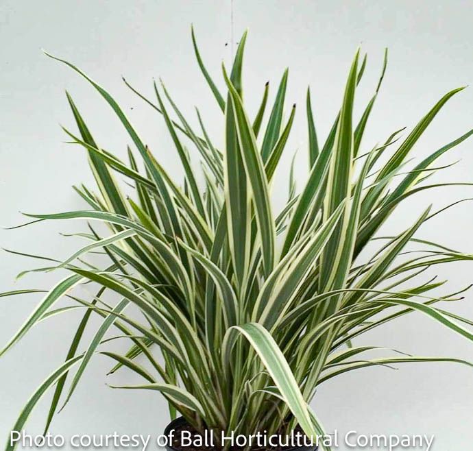 Tropical #1 Dianella tasmanica Variegata/ Flax Lily