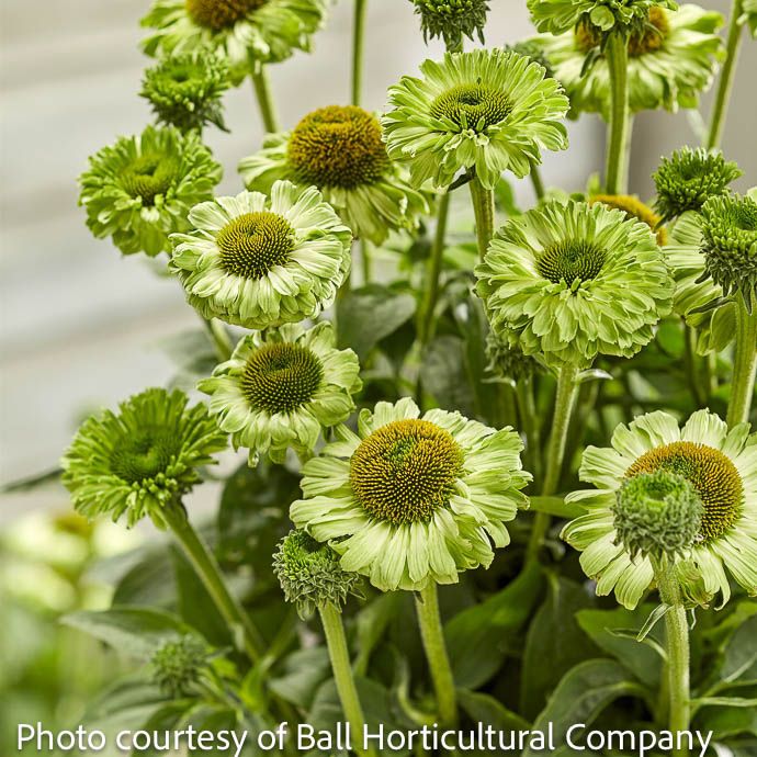 #1 Echinacea x Sunseekers 'Apple Green'/ Coneflower