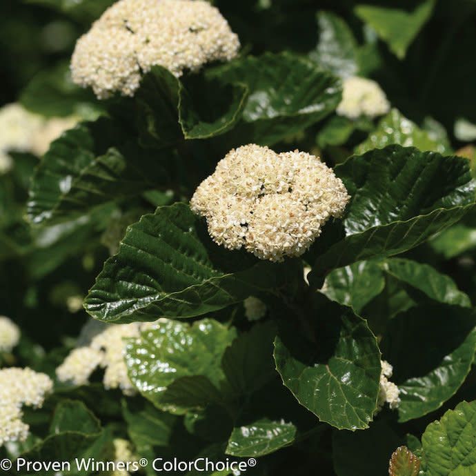 #3 Viburnum dent var deamii PW All that Glows/ Arrowwood Native (TN)