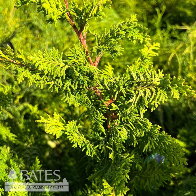 #1 Chamaecyparis obt Fernspray Gold/ Fernspray Falsecypress