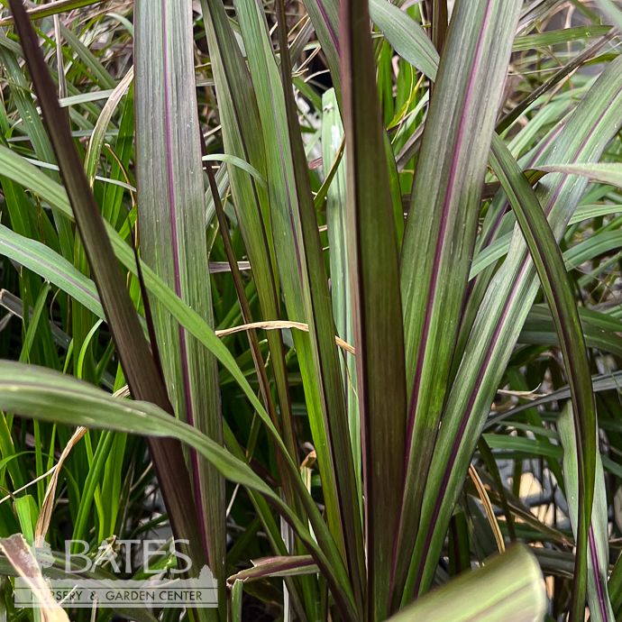 Tropical #2 Grass Pennisetum purpureum Princess Napier/ Fountain - No Warranty