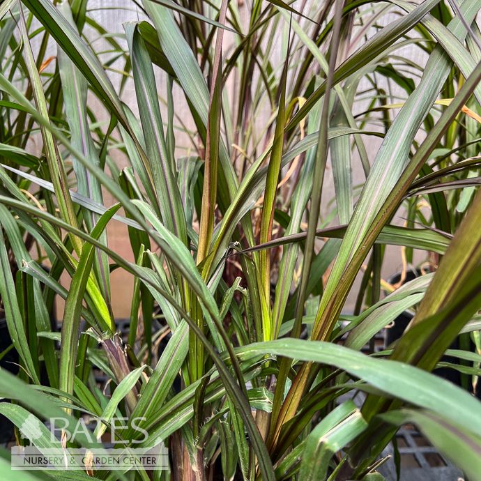 Tropical #2 Grass Pennisetum purpureum Princess Napier/ Fountain - No Warranty