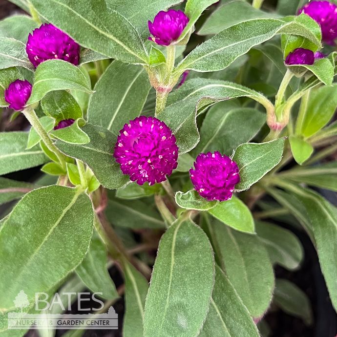 Tropical #1 Gomphrena Gnome Purple/ Globe Amaranth - No Warranty