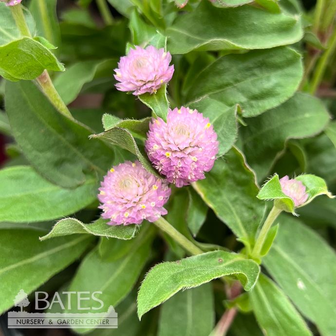 Tropical #1 Gomphrena Gnome Pink/ Globe Amaranth - No Warranty