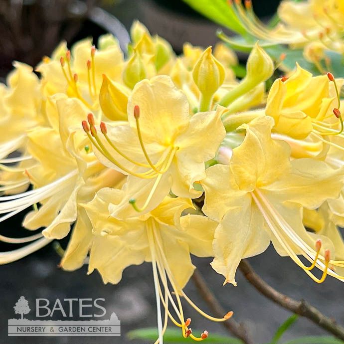 #3 Rhododendron aust Yellow River/ Azalea Deciduous Native (R)