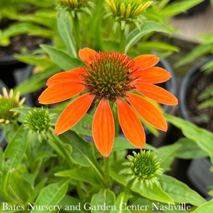 #1 Echinacea x Artisan 'Soft Orange'/ Coneflower