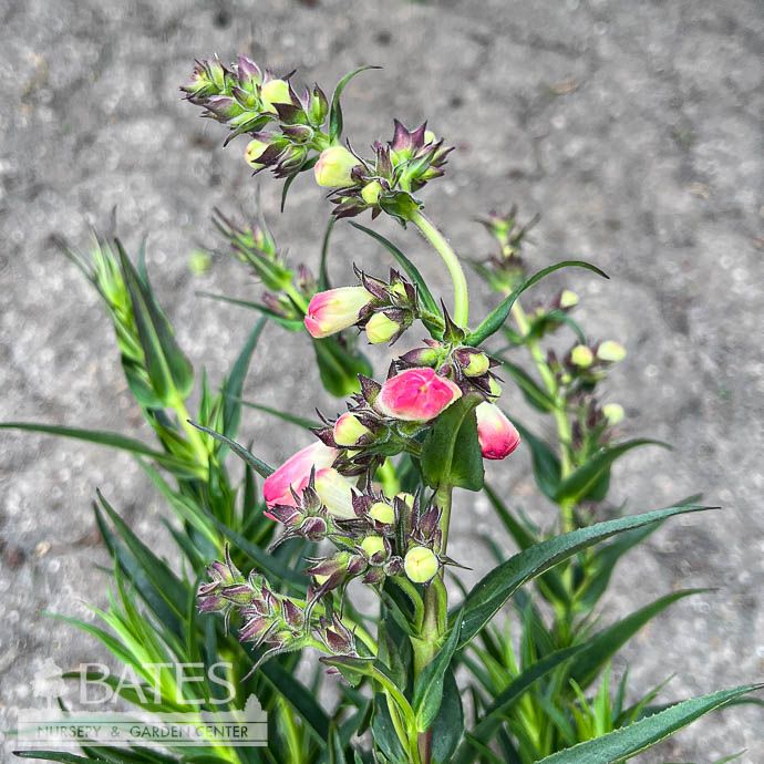 #1 Penstemon x Harlequin Pink/ Beardtongue