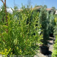 #3 Thuja x Slender Giant/ Western Arborvitae