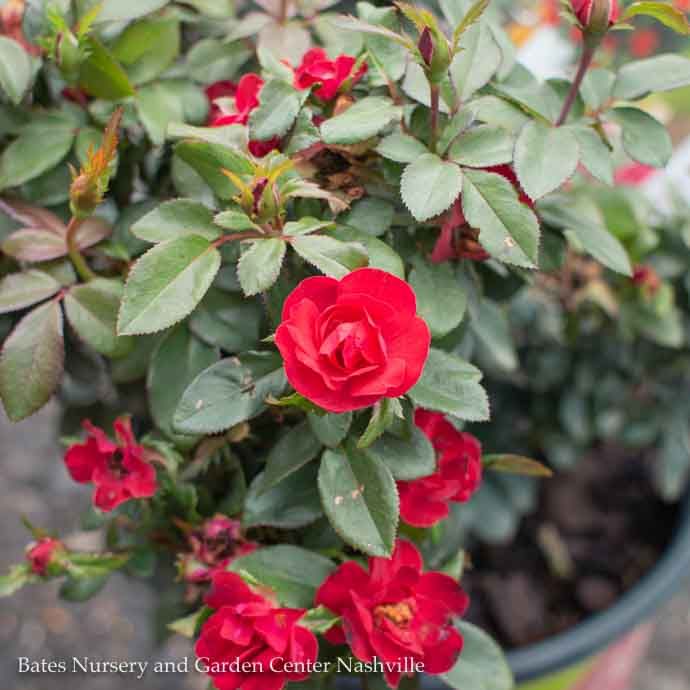 #1.5 Rosa Petite Knock Out/ Red Miniature Shrub Rose - No Warranty
