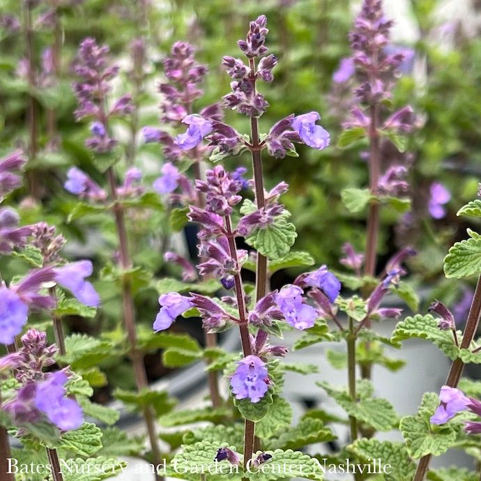 #1 Nepeta x PW Cat's Pajamas/ Compact Catmint