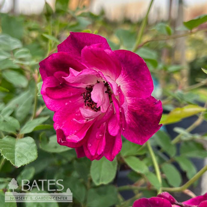 #3 Rosa BURGUNDY Iceberg/ Floribunda Rose - No Warranty