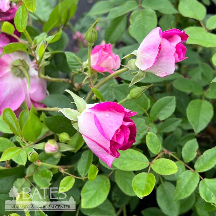 #3 Rosa BURGUNDY Iceberg/ Floribunda Rose - No Warranty
