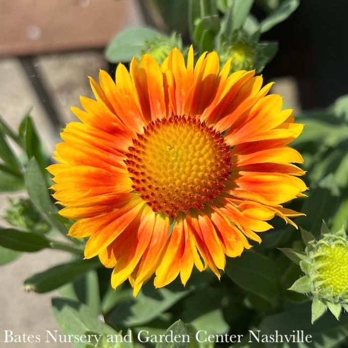 #1 Gaillardia aristata Arizona Apricot/ Blanket Flower
