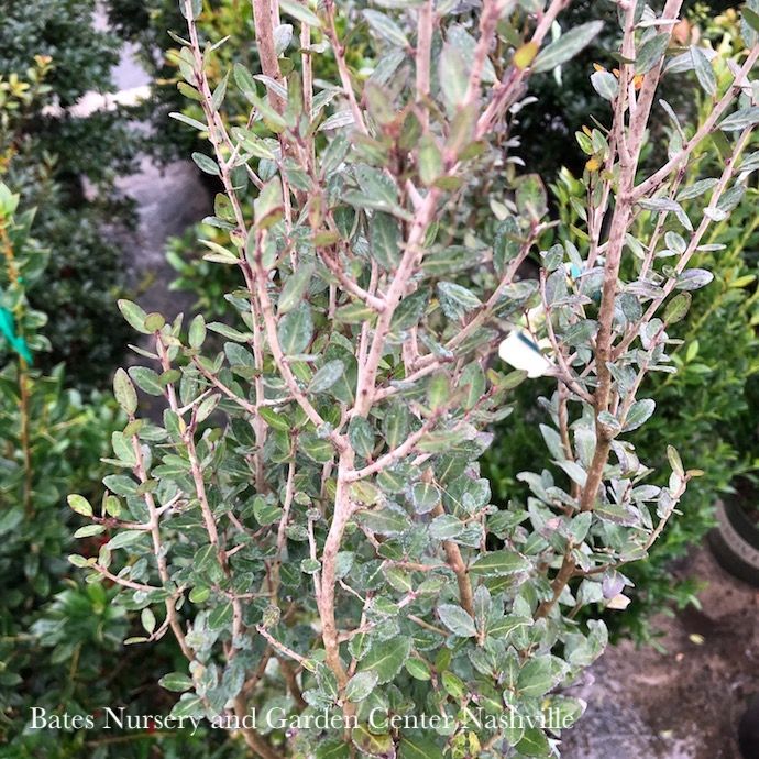 #5 Ilex vom Will Fleming/ Yaupon Holly (male) Native (R)