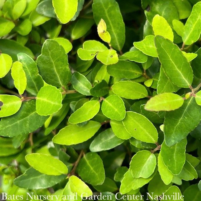 #1 Ilex vom Stoke's Dwarf/ Yaupon Holly (male) Native (R)