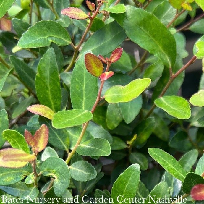 #1 Ilex vom Stoke's Dwarf/ Yaupon Holly (male) Native (R)