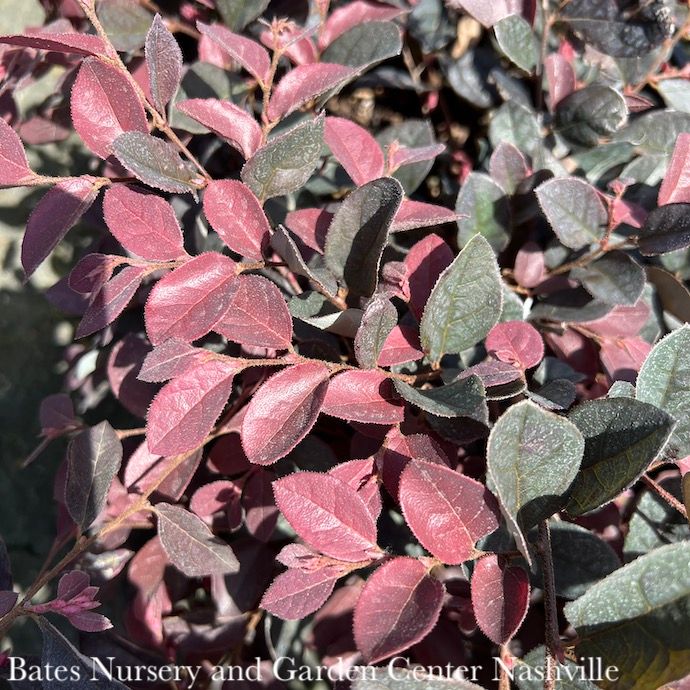 #2 Loropetalum chin Pipa's Red/ Fringeflower - No Warranty