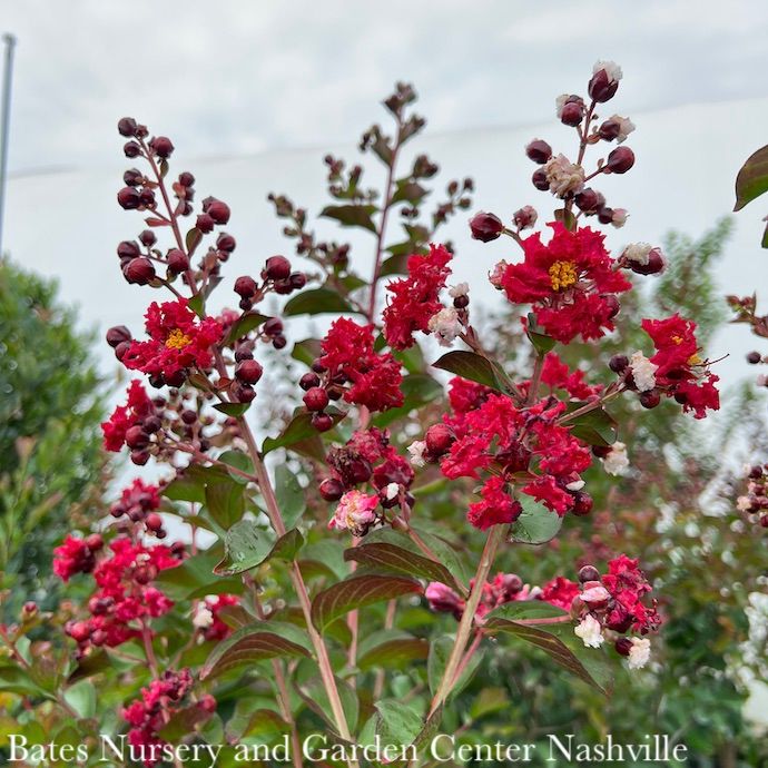 Topiary Patio Tree #5 Lagerstroemia Dynamite/ True-red Semi-dwarf Crape Myrtle