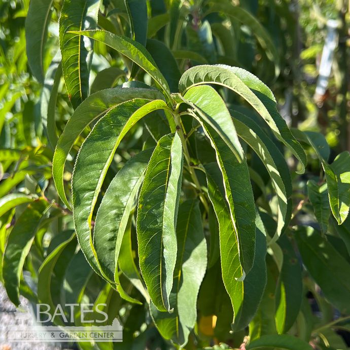 Edible #7 Prunus per Sweet Sensation/ Peach