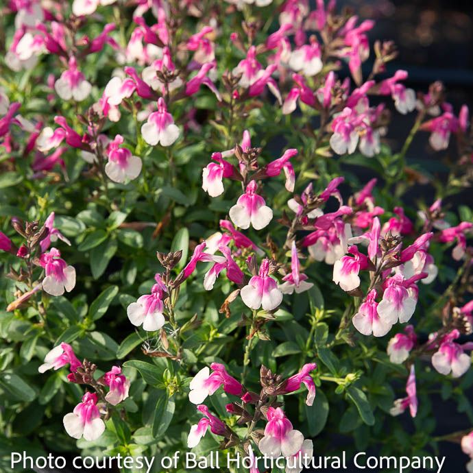 #1 Salvia greggii Mirage Rose Bicolor/ Autumn Sage Native (R) - No Warranty