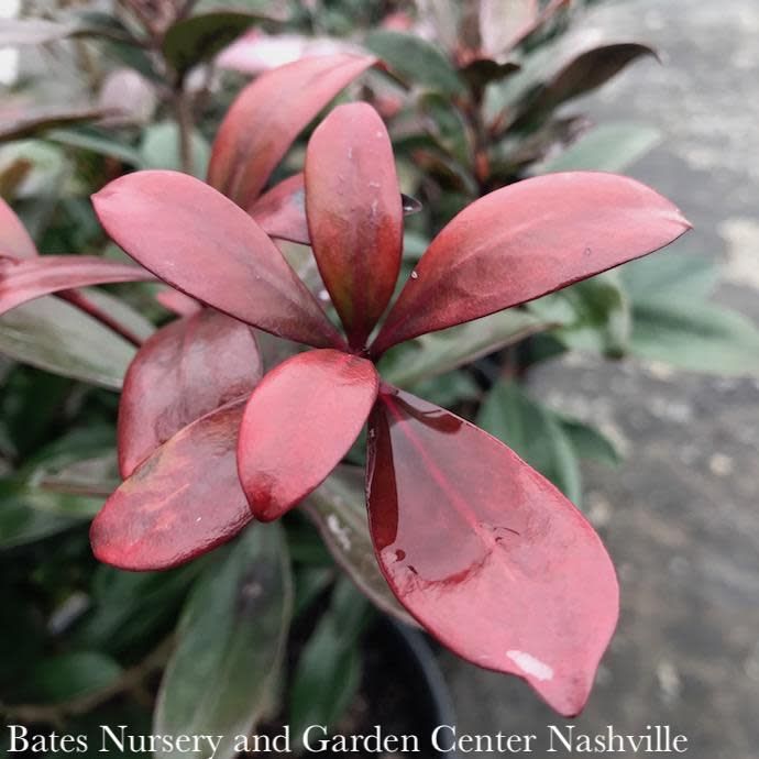 #3 Cleyera japonica/ Japanese Ternstroemia