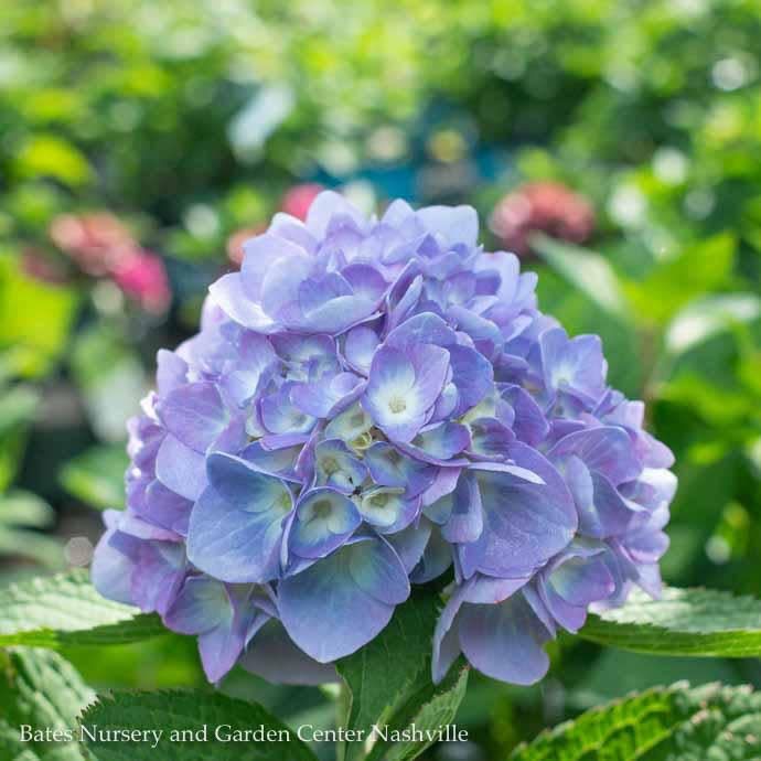 #1 Hydrangea mac Nikko Blue/ Bigleaf/ Mophead Blue to Pink