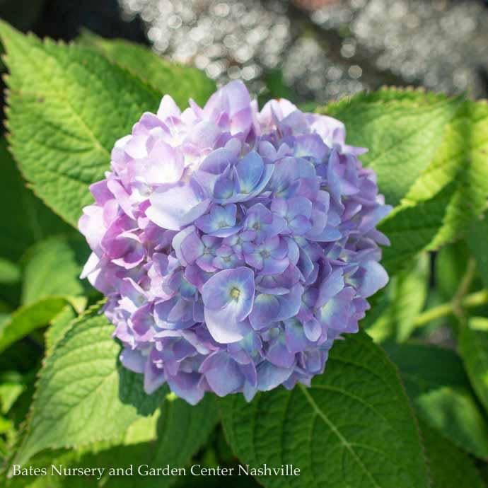 #1 Hydrangea mac Nikko Blue/ Bigleaf/ Mophead Blue to Pink