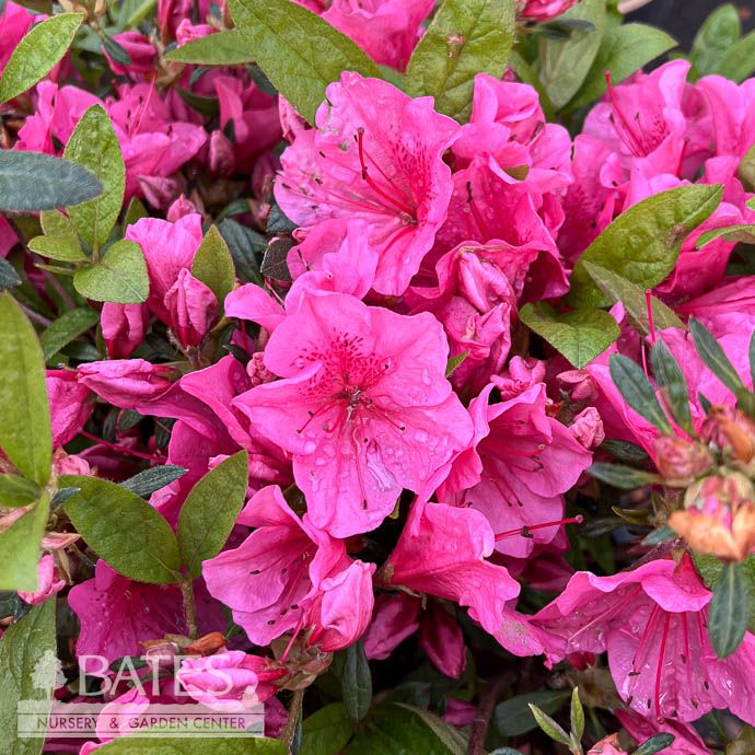 #1 Azalea x Girard's Renee Michelle/ Pink