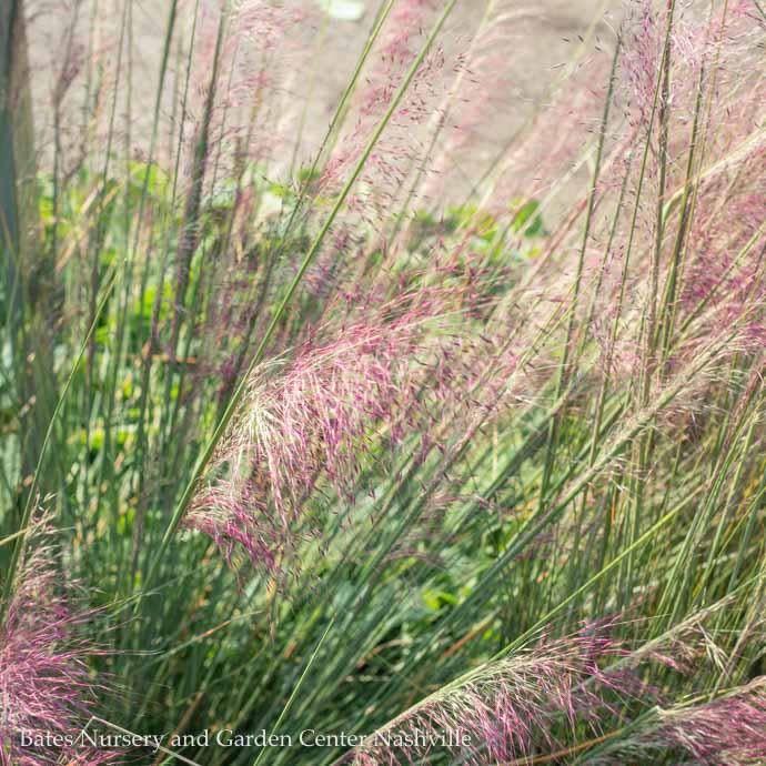#1 Grass Muhlenbergia capillaris AB/ Pink Muhly Native (TN)