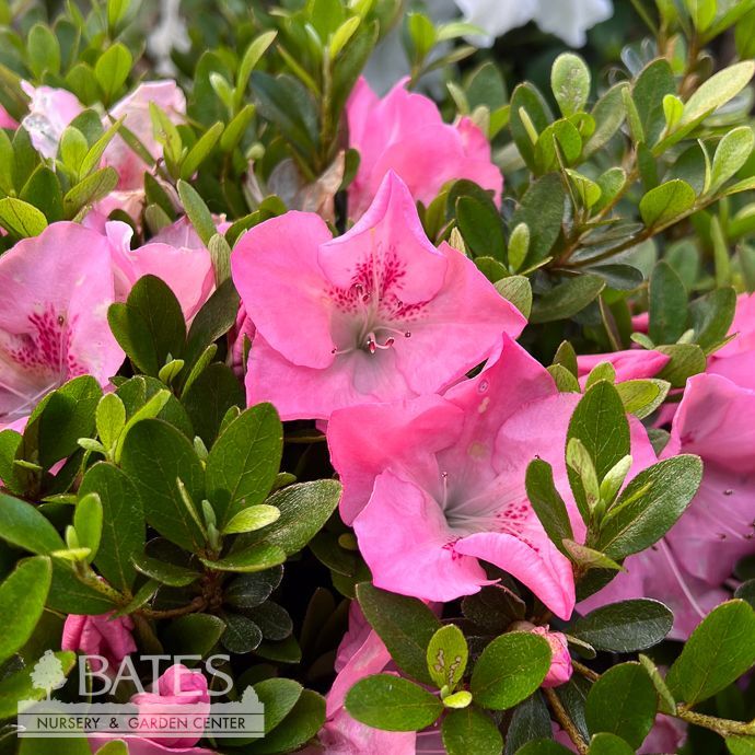 #3 Azalea x Gyokushin (Satsuki hybrid)/ White w/ Fuchsia Center