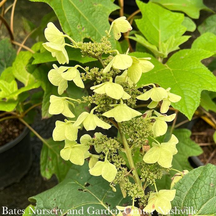 #3 Hydrangea quer Ellen Huff/ Oakleaf Native (TN)