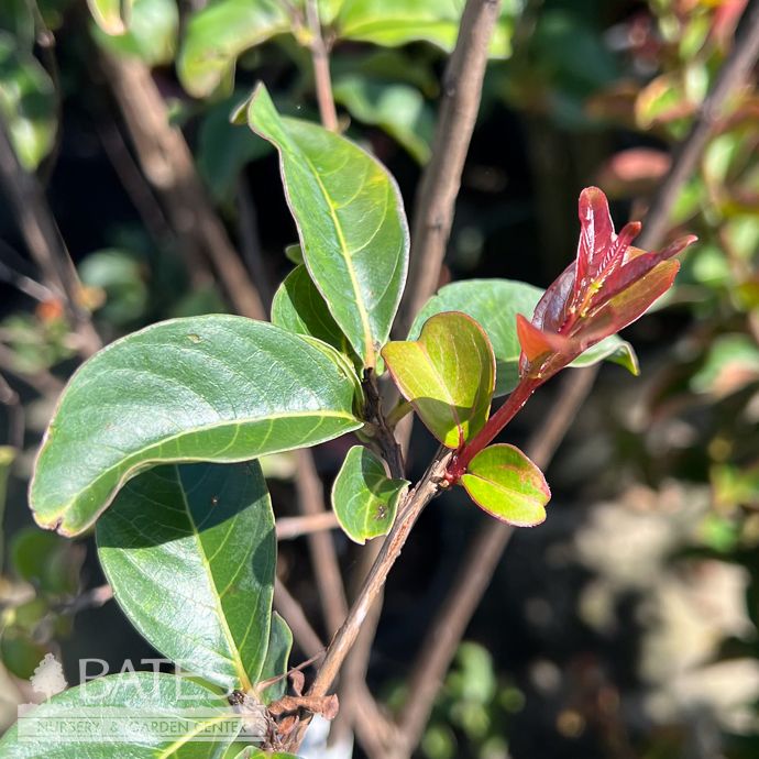 #3 Lagerstroemia Biloxi/ Pale Pink Crape Myrtle