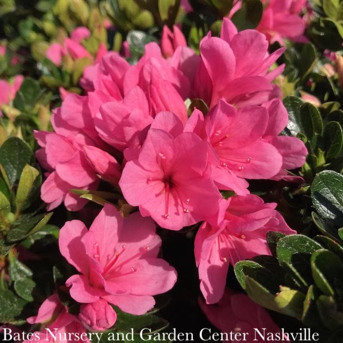 #3 Azalea x Coral Bells (Kurume hybrid)/ Pink