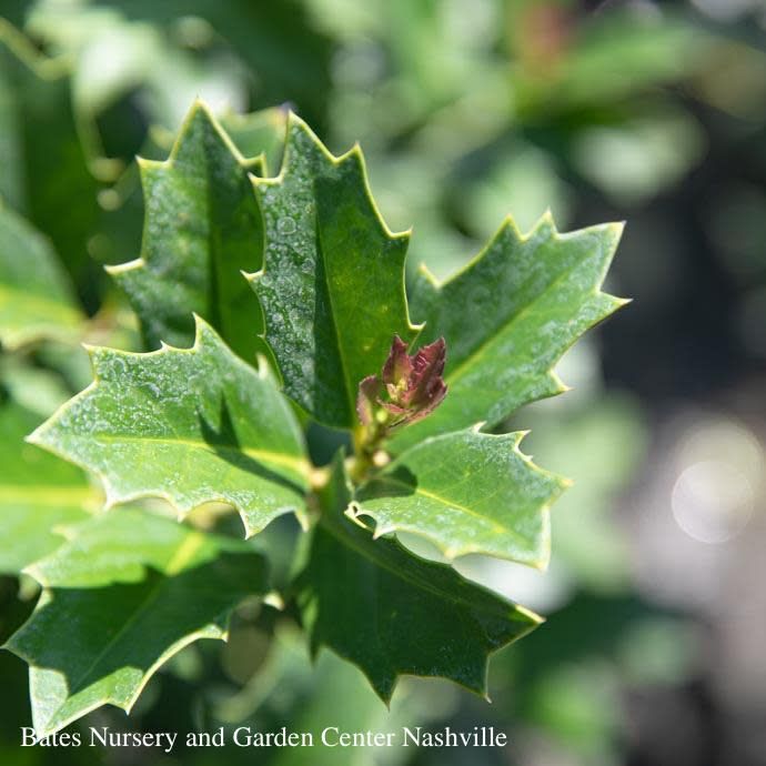#3 Ilex x Oak Leaf/ Red Holly (self-fertile)