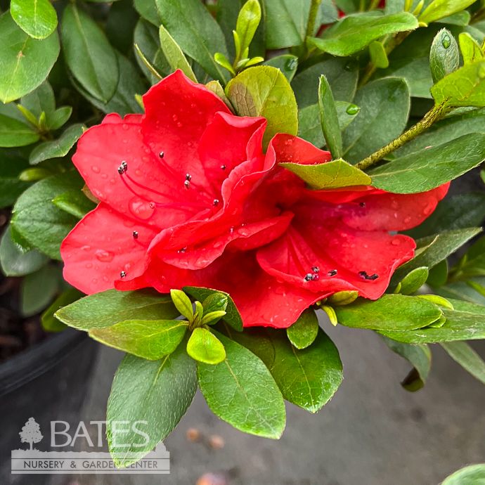 #1 Azalea x Amagasa (Satsuki hybrid)/ Coral Dwarf